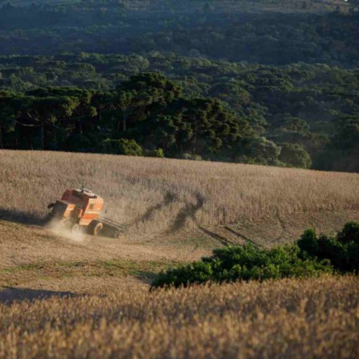  China pretende expandir plantio de soja e milho transgênico 