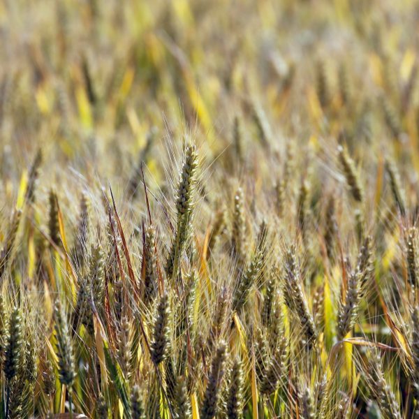 Exportação de trigo do Paraná