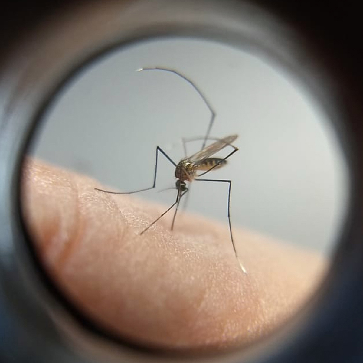  Paraná registra 5 mil novos casos de dengue 