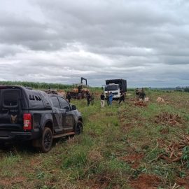 resgate de trabalhadores em condição de escravidão em Icaraíma, Noroeste do Paraná