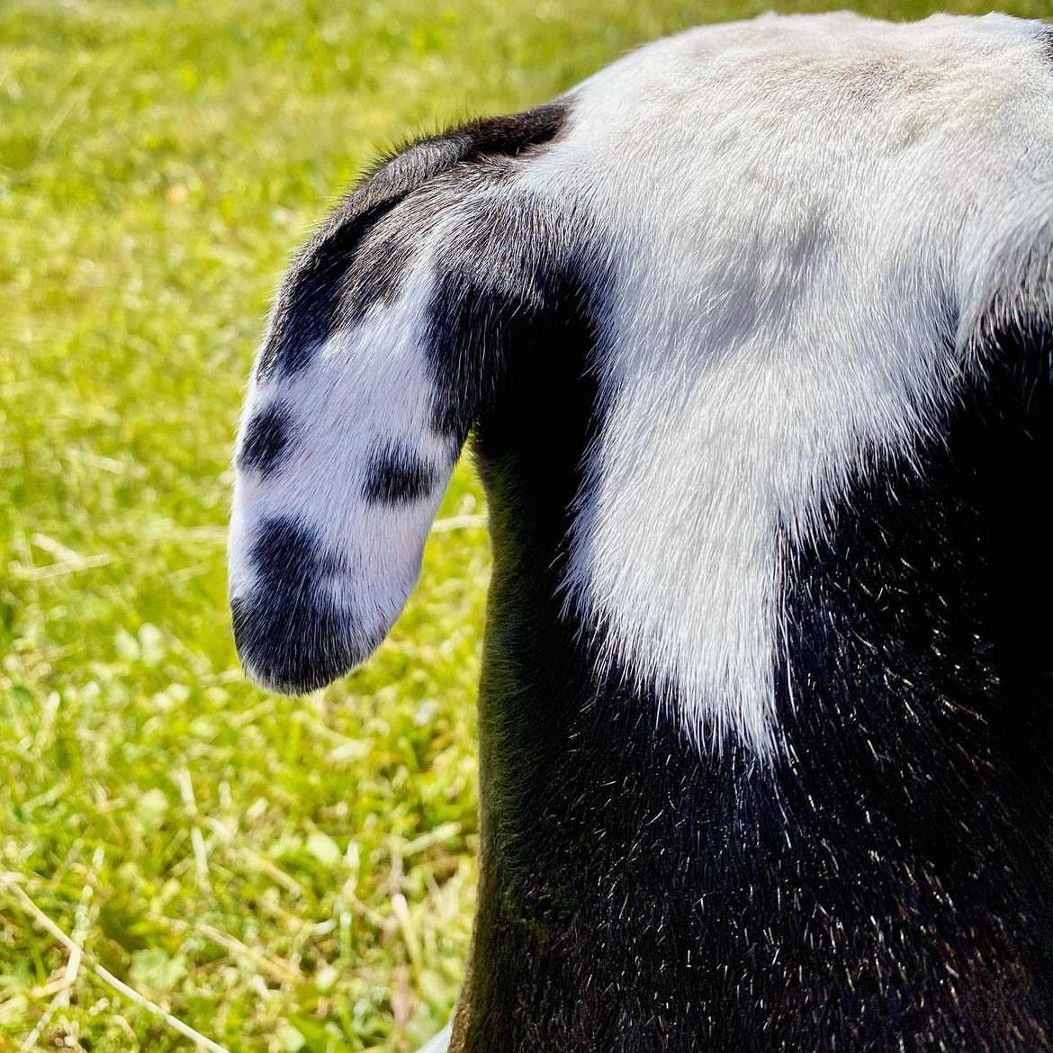  Cachorrinha 