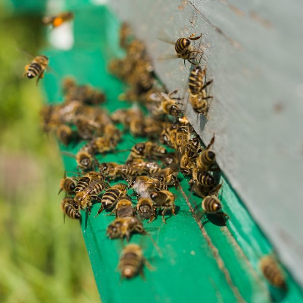 Carteiro é atacado por abelhas e morre durante trabalho