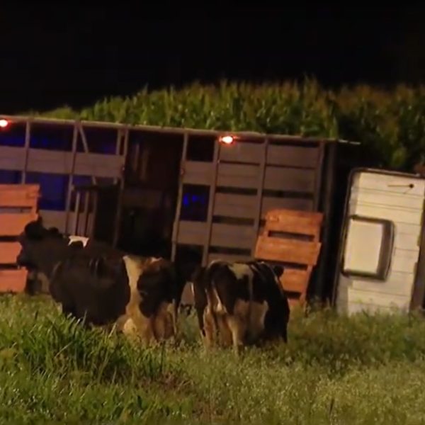 motorista embriagado atinge caminhão com vacas