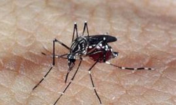 Paraná tem surto de casos de dengue