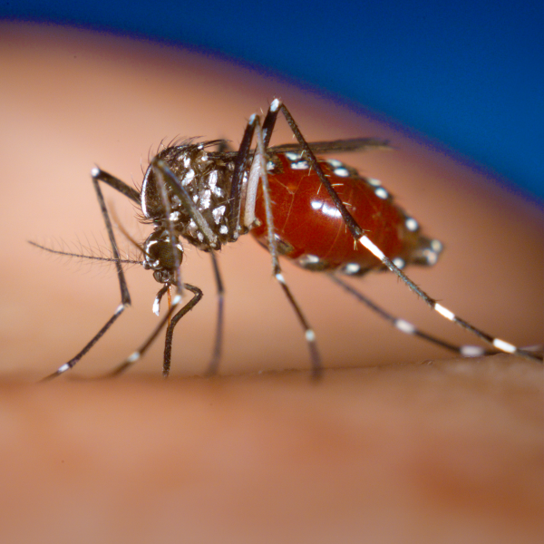 Boletim da dengue em Apucarana