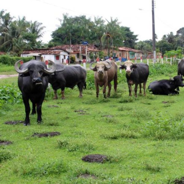 Policiais usam búfalos em operações na Ilha do Marajó