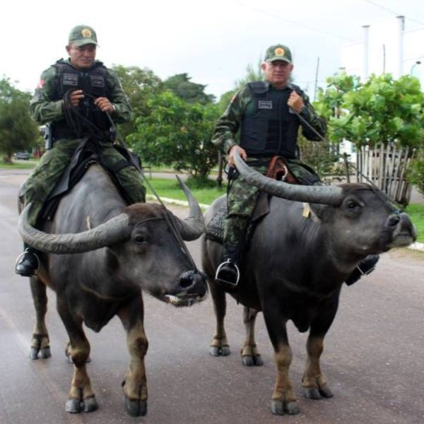  Policiais usam búfalos em operações na Ilha do Marajó 