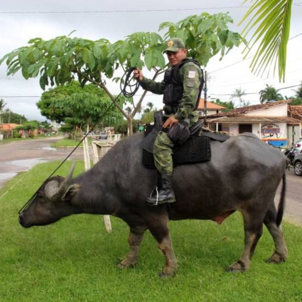 Policiais usam búfalos em operações na Ilha do Marajó