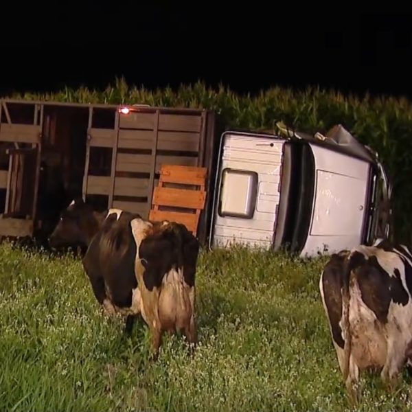  motorista embriagado atinge caminhão com vacas 