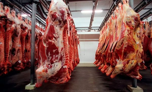 carne frigorífico produção