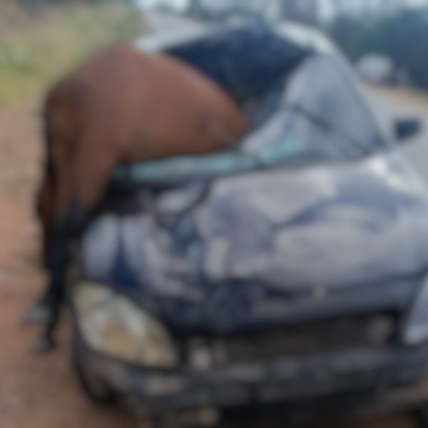 Cavalo é atropelado por carro e fica com a metade do corpo preso em veículo