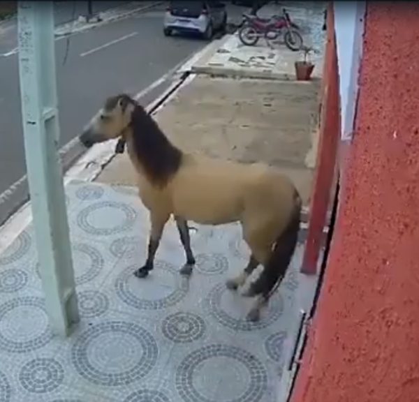 VÍDEO: Cavalo quebra porta de vidro de consultório odontológico a coices