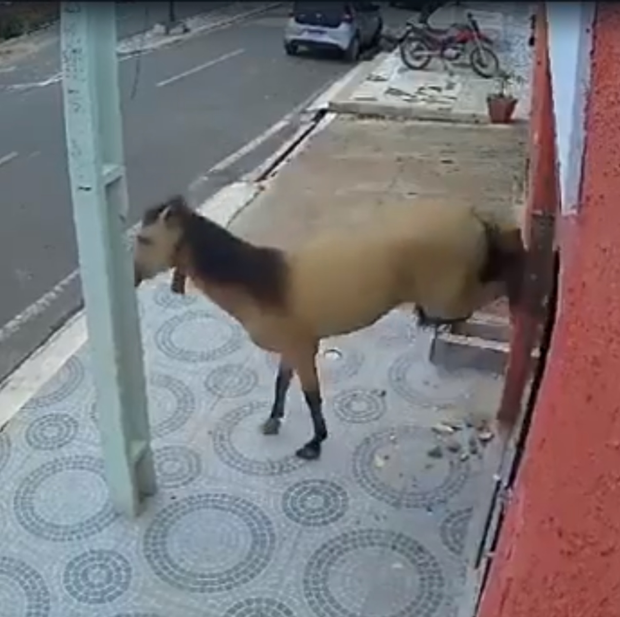  VÍDEO: Cavalo quebra porta de vidro de consultório odontológico a coices 