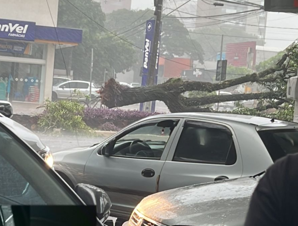 árvore caída durante chuva e rajadas de vento em Campo Mourão