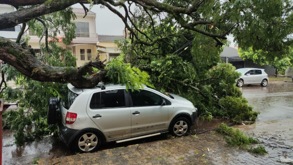carro atingido por árvore durante chuva e rajadas de vento em Campo Mourão