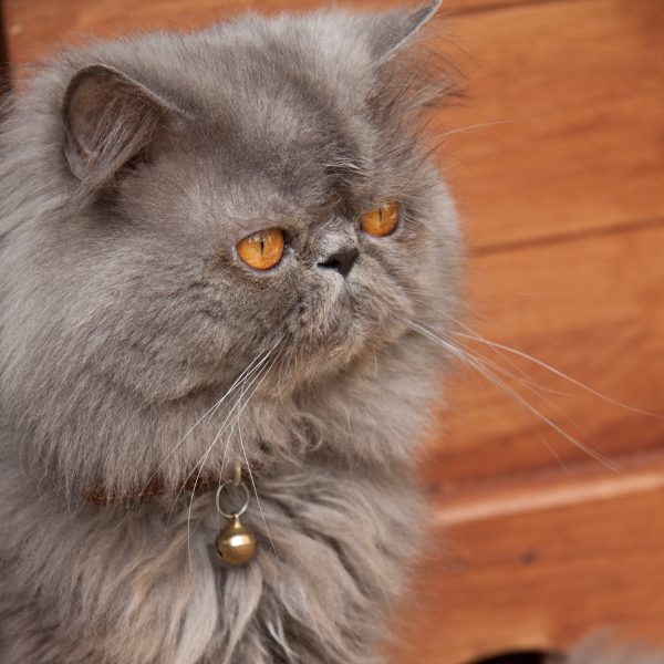 O gato Persa é um dos gatos mais buscados entre todas as raças de gastos