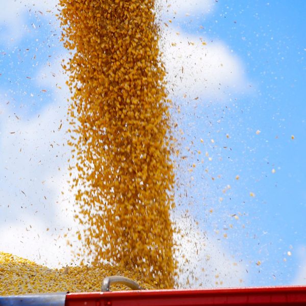 Safra de verão deve ter baixa produção de grãos no Paraná