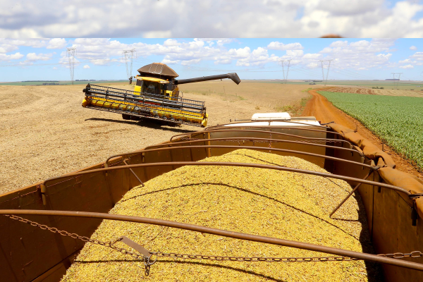 Colheita de arroz começou no Paraná e alterou as cotações agrícolas