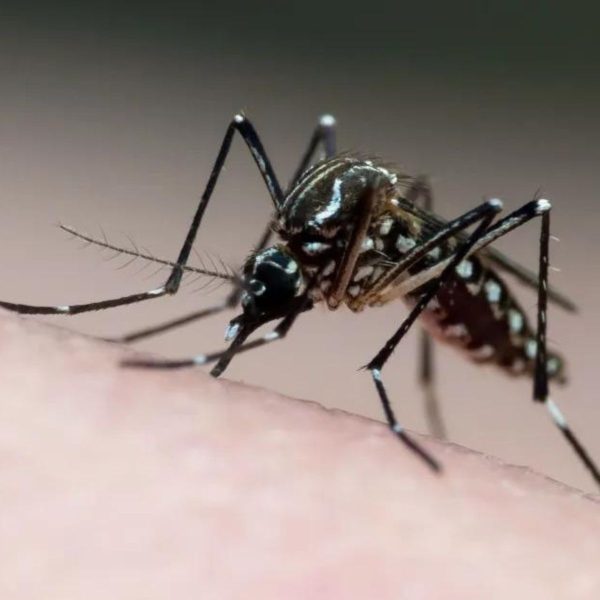 Como evitar o mosquito da dengue no jardim