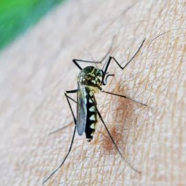 Embaixada dos Estados Unidos emite alerta de dengue no Brasil