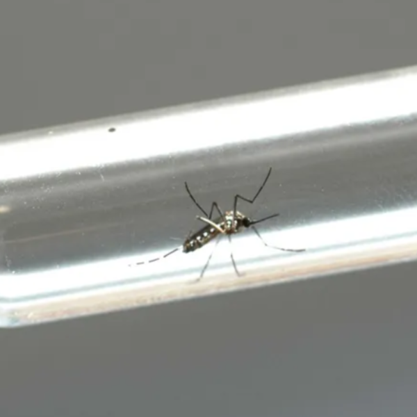 emergência dengue Apucarana