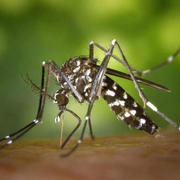 beto preto vacinas dengue