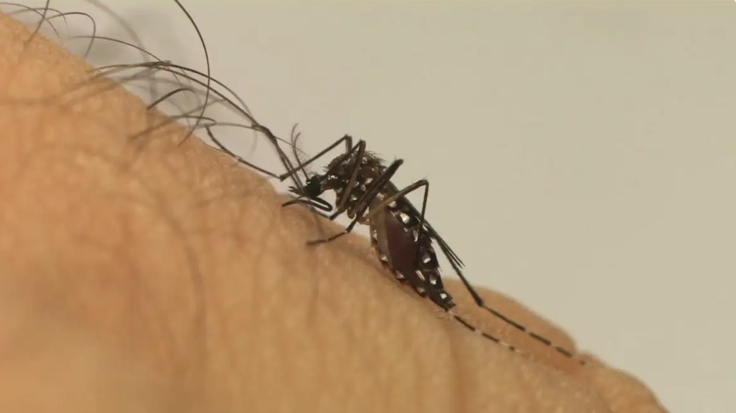  Brasil já registrou 113 mortes por dengue 