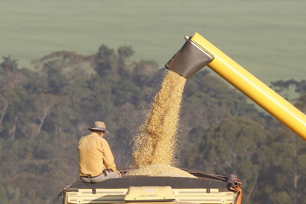 Deral reduz previsão de colheita de soja do Paraná; eleva 2ª safra de milho--