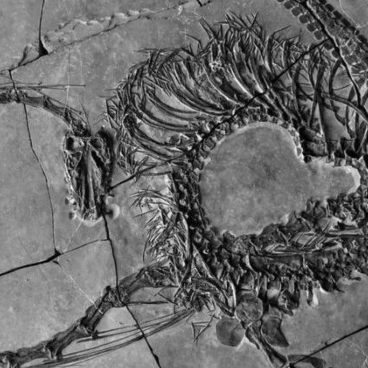 Cientistas encontram fóssil de "dragão" do período Triássico