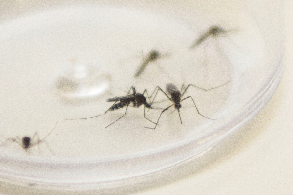 Após aumento de casos, Maringá entra em epidemia de dengue