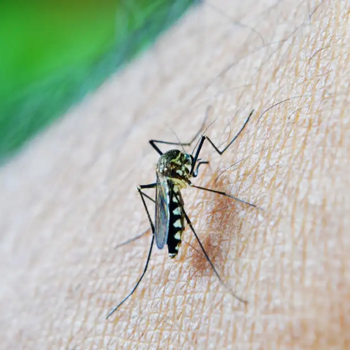  Paciente com dengue tem ereção de 18 horas e surpreende médicos 