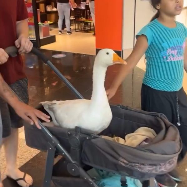 Ganso é flagrado passeando em shopping em Ponta Grossa