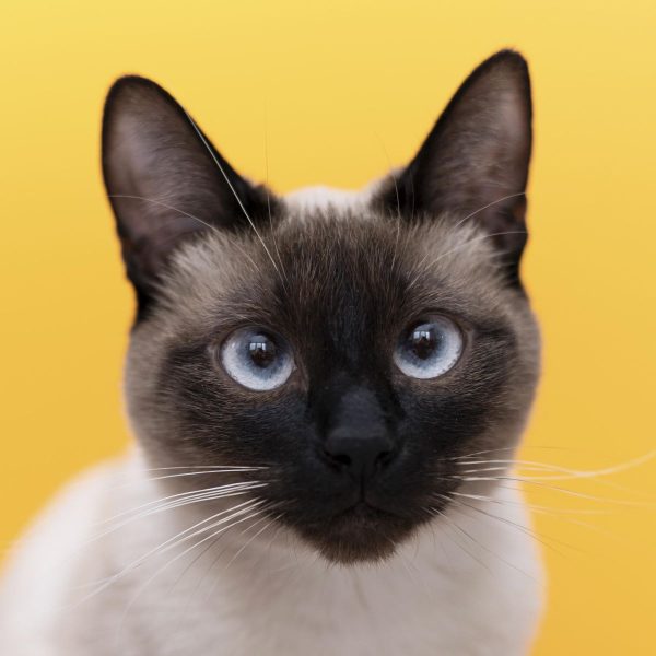Gato Siamês é um das raças de gatos mais conhecidas e mais procuradas