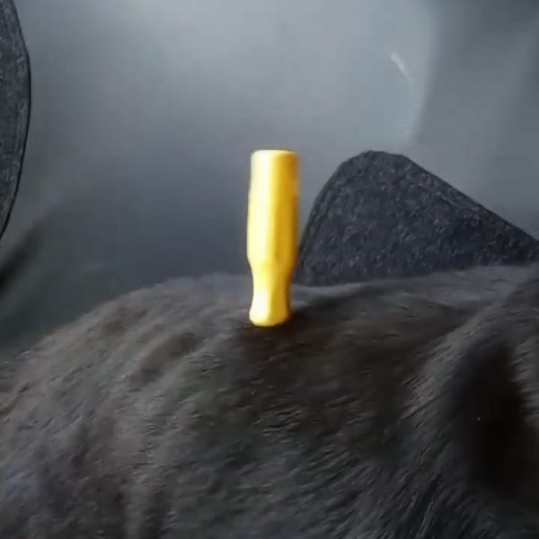 cachorro raça rottwailer com chave de fenda cravada nas costas