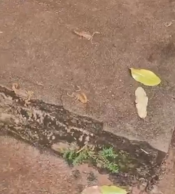 Infestação de escorpiões em cemitério do PR após chuva assusta moradores; vídeo