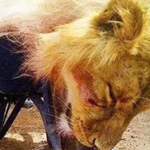 Tratador de zoológico é atacado até a morte por leão que criou desde nascimento