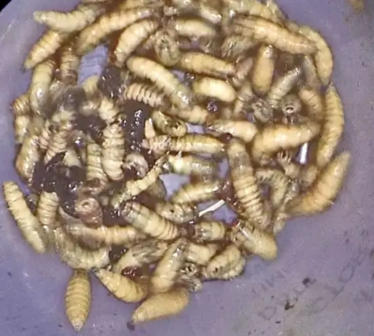 larvas