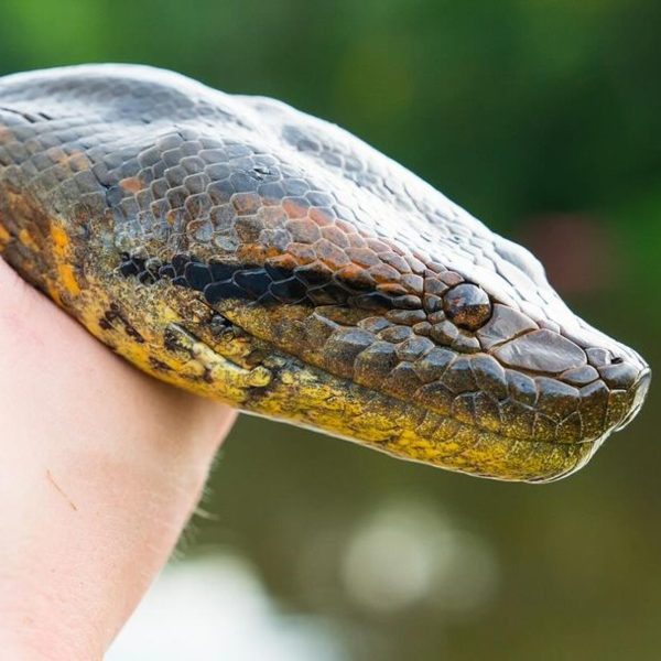 Maior cobra do mundo, com quase 8 metros e 200 quilos é encontrada na Amazônia