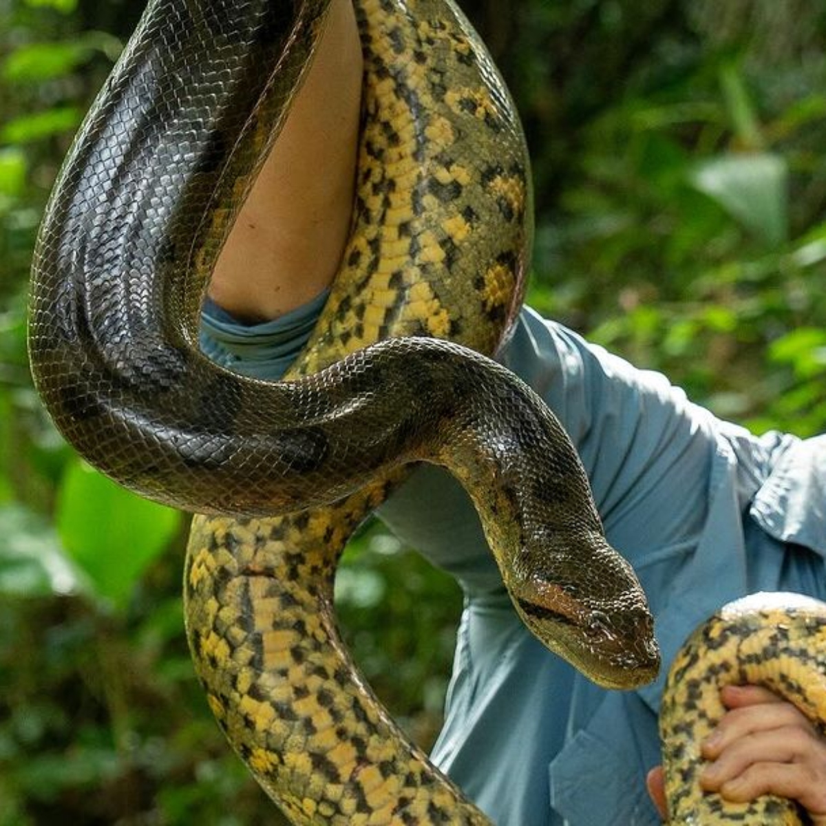 Maior cobra do mundo, com quase 8 metros e 200 quilos é encontrada na Amazônia