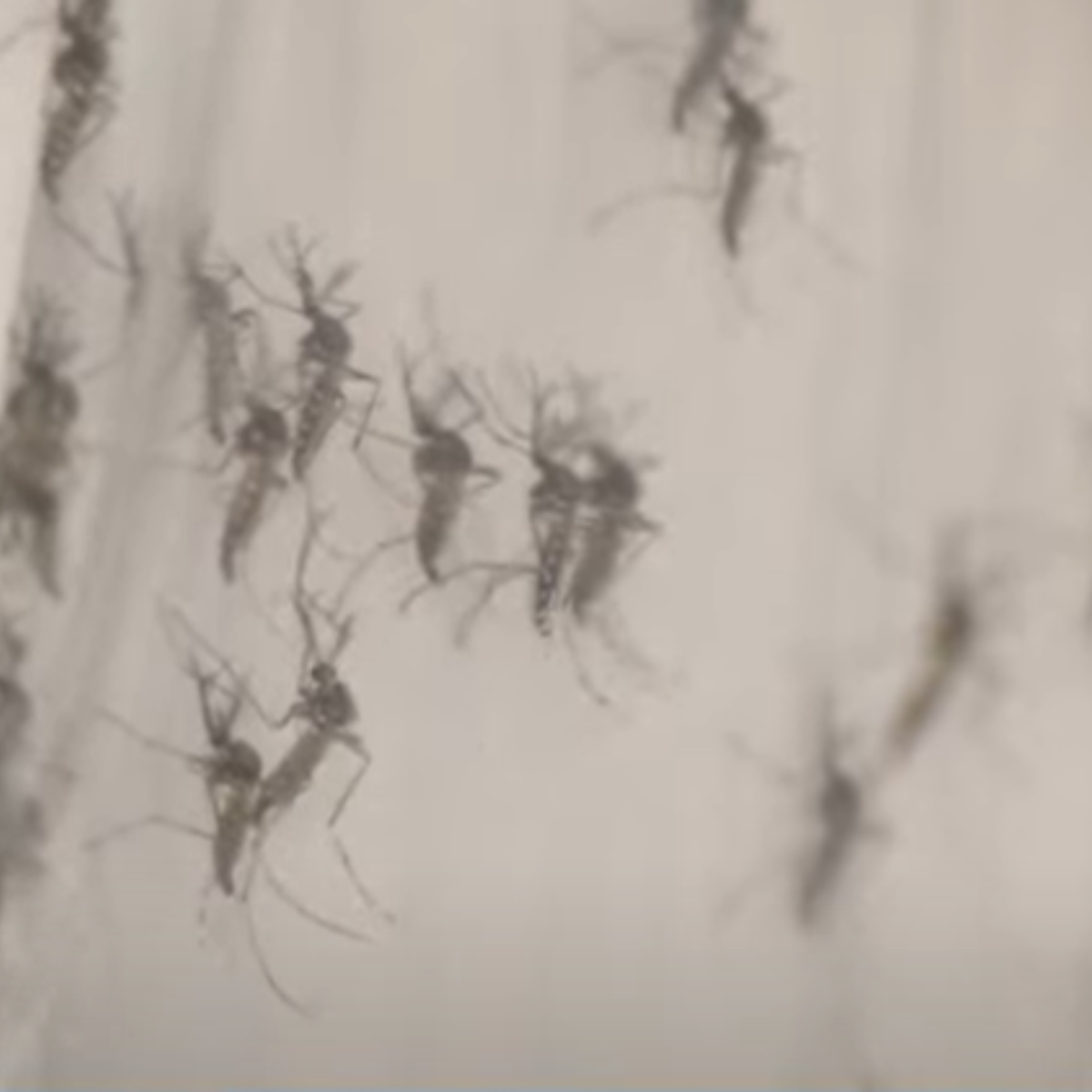 mortes por dengue em londrina