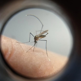 Maringá chega a 1.755 casos confirmados de dengue; veja detalhes