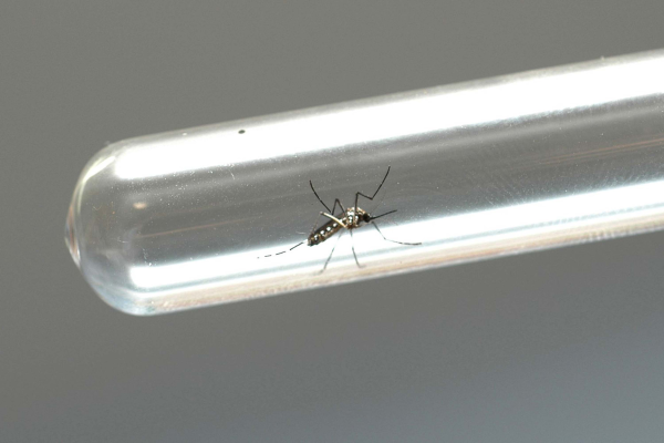 Maringá chega a 1.755 casos confirmados de dengue; veja detalhes