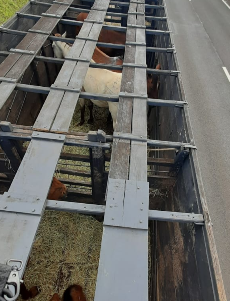 cavalos sendo transportados em caminhão