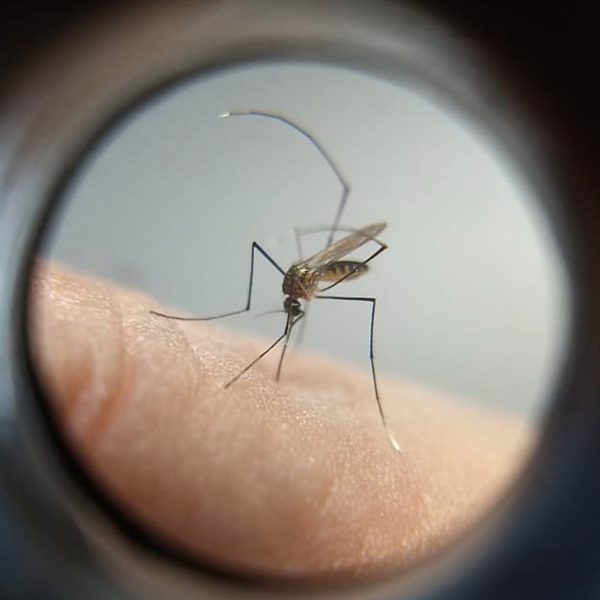 dengue morte em Cascavel
