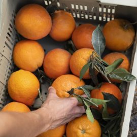 cotações agrícolas mostra aumento do preço da laranja