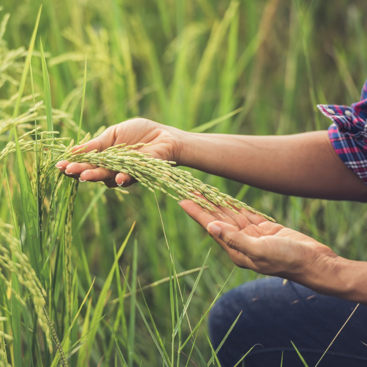  Colheita de arroz começou no Paraná e alterou as cotações agrícolas 