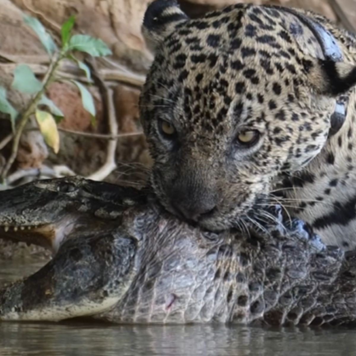  Onça-pintada ataca jacaré em vídeo que viraliza 