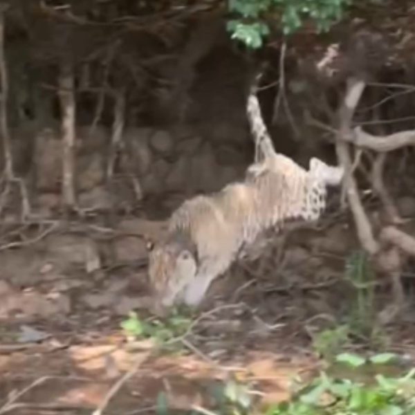 Onça-pintada ataca jacaré em vídeo que viraliza