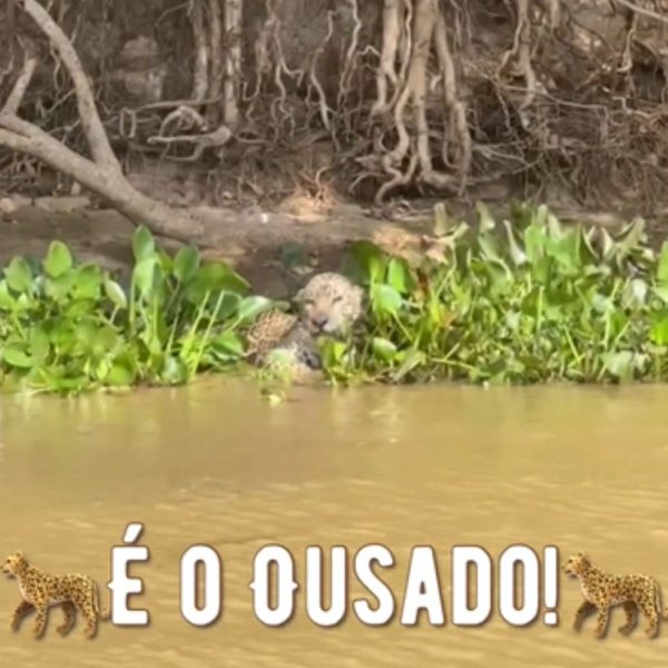 Onça-pintada ataca jacaré em vídeo que viraliza