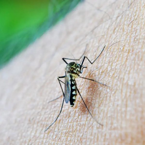 paraná casos dengue